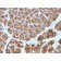 MUC1 / CA15-3 / EMA / CD227 (Epithelial Marker)(MUC1/2818R), CF568 conjugate, 0.1mg/mL