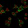 GPX4 / MCSP(LHM 2), CF568 conjugate, 0.1mg/mL
