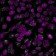Golgi Complex (Marker for Human Cells) (GLG1/2829R), CF568 conjugate, 0.1mg/mL