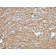 DOG-1 / TMEM16A (Gastrointestinal Stromal Tumor Marker)(DG1/2831R), CF568 conjugate, 0.1mg/mL