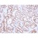NKX3.1 (Metastatic Prostate Adenocarcinoma Marker)(NKX3.1/2836), CF568 conjugate, 0.1mg/mL