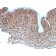 Desmoglein-3 (Squamous Cell Marker)(DSG3/2837), CF568 conjugate, 0.1mg/mL