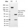 SIGLEC1 / CD169 / Sialoadhesin(HSn 7D2), CF568 conjugate, 0.1mg/mL