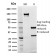 Spastin(Sp 3G11-1), CF568 conjugate, 0.1mg/mL