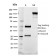Tal1(BTL73), CF568 conjugate, 0.1mg/mL
