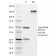 VISTA / GI24 (Negative Regulator of Immune Response)(VISTA/2864), CF568 conjugate, 0.1mg/mL