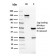 VISTA / GI24 (Negative Regulator of Immune Response)(VISTA/2865), CF568 conjugate, 0.1mg/mL