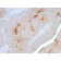 Serum Amyloid A (SAA/2868R), CF568 conjugate, 0.1mg/mL