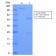 TAG-72 / CA72.4 (Tumor-Associated Glycoprotein)(CA72/2869R), CF568 conjugate, 0.1mg/mL