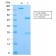 Phosphotyrosine (P-Tyr)(PY2870R), CF568 conjugate, 0.1mg/mL