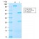Insulin-like Growth Factor-1 (IGF-1) (IGF1/2872R), CF568 conjugate, 0.1mg/mL