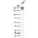 Spectrin beta III (SPTBN2) (SPTBN2/2894R), CF568 conjugate, 0.1mg/mL