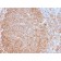 HLA-Pan (MHC II) (HLA-Pan/2967R), CF568 conjugate, 0.1mg/mL