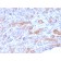 MRP3 (Multidrug Resistance-Associated Protein 3)(ABCC3/2971), CF568 conjugate, 0.1mg/mL