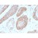 Spectrin beta III (SPTBN2)(SPTBN2/2979R), CF568 conjugate, 0.1mg/mL