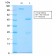 GnRH-Receptor / LH-RH Receptor(GNRHR/2982R), CF568 conjugate, 0.1mg/mL