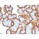 VISTA / GI24 (Negative Regulator of Immune Response)(VISTA/3006), CF568 conjugate, 0.1mg/mL