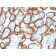 VISTA / B7-H5 / VSIR (Negative Regulator of Immune Response)(VISTA/3007), CF568 conjugate, 0.1mg/mL
