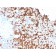 Granzyme B (NK/T-Cell Lymphoma Marker)(GZMB/3056), CF568 conjugate, 0.1mg/mL