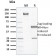 Spectrin beta I (SPTB)(RG/26), CF568 conjugate, 0.1mg/mL