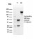 Myofibroblast Marker(PR 2D3), CF568 conjugate, 0.1mg/mL