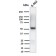 Spastin(Sp 6C6), CF568 conjugate, 0.1mg/mL