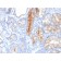 MUC4 (Mucin 4 / Gastric Mucin)(MUC4/3084), CF568 conjugate, 0.1mg/mL
