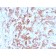 TIM3 / HAVCR2 / CD366 (Effector T-Cell Marker)(TIM3/3113), CF568 conjugate, 0.1mg/mL