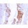 Cytokeratin 20 (KRT20) (Colorectal Epithelial Marker)(KRT20/3129R), CF568 conjugate, 0.1mg/mL