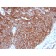 GLUT-1 (Tumor Progression and Mesothelioma Marker)(GLUT1/3132R), CF568 conjugate, 0.1mg/mL