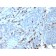 Human IgM (Immunoglobulin Mu Heavy Chain) (B-Cell Marker)(IGHM/3135R), CF568 conjugate, 0.1mg/mL