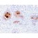 TAG-72 / CA72.4 (Tumor-Associated Glycoprotein)(rB72.3), CF568 conjugate, 0.1mg/mL