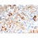 S100A4 / Metastasin / Calvasculin (Marker of Tumor Metastasis)(rS100A4/1481), CF568 conjugate, 0.1mg/mL