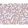 Prohibitin (Mitochondrial Marker)(PHB/3230), CF568 conjugate, 0.1mg/mL