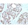 NKX3.1 (Metastatic Prostate Adenocarcinoma Marker)(NKX3.1/3350), CF568 conjugate, 0.1mg/mL
