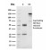 Cyclin D1 (G1-Cyclin & Mantle Cell Lymphoma Marker)(CCND1/3548), CF568 conjugate, 0.1mg/mL