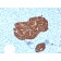 Synaptophysin (Neuroendocrine Marker)(SYP/3551), CF568 conjugate, 0.1mg/mL