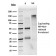 Estrogen Receptor, alpha (Marker of Estrogen Dependence)(ESR1/3559), CF568 conjugate, 0.1mg/mL