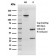EGFR (Epidermal Growth Factor Receptor)(rGFR/1667), CF568 conjugate, 0.1mg/mL