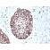 SOX2 (Embryonic Stem Cell Marker)(rSOX2/1791), CF568 conjugate, 0.1mg/mL