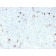 IgM (Immunoglobulin Mu Heavy Chain) (B-Cell Marker)(rIM260), CF568 conjugate, 0.1mg/mL