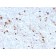 Human IgM (Immunoglobulin Mu Heavy Chain) (B-Cell Marker)(IGHM/3776R), CF568 conjugate, 0.1mg/mL