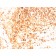 Human IgM (Immunoglobulin Mu Heavy Chain) (B-Cell Marker)(IGHM/3803R), CF568 conjugate, 0.1mg/mL