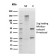 SOX2 (Embryonic Stem Cell Marker)(rSOX2/1792), CF568 conjugate, 0.1mg/mL