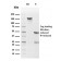 Thymidylate Synthase (5-FU Resistance Marker)(rTYMS/1884), CF568 conjugate, 0.1mg/mL