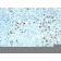Human Lambda Light Chain(ICO-106), CF740 conjugate, 0.1mg/mL