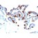 Cytokeratin 8/18(C-51), CF740 conjugate, 0.1mg/mL