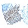 p21 / WAF1(WA-1), CF740 conjugate, 0.1mg/mL