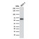 Estrogen Receptor, alpha (Marker of Estrogen Dependence)(ER506),  CF740 conjugate, 0.1mg/mL
