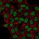 Human Nuclear Antigen(235-1), CF740 conjugate, 0.1mg/mL
